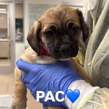 Pac A2295784 -  Pug Dog for Adoption in Los Angeles, California - Pac A2295784 | PetCurious