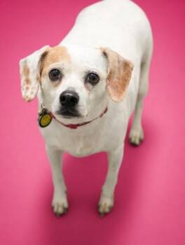 Luna -  Beagle and Mixed Breed Dog for Adoption in Bowling Green, Kentucky - Luna | PetCurious