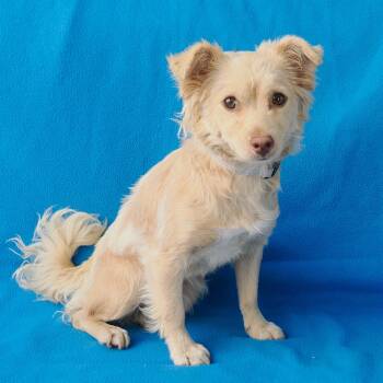 CHLOE -  Chihuahua and Mixed Breed Dog for Adoption in Richmond, California - CHLOE | PetCurious