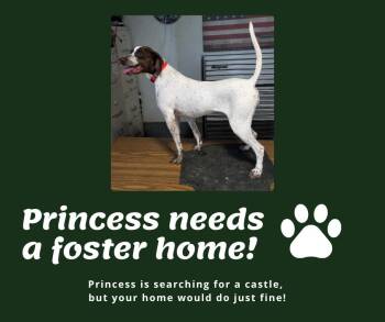 Needs Foster Princess (IA) -  English Pointer Dog for Adoption in Bridgeton, New Jersey - Needs Foster Princess (IA) | PetCurious