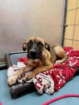 Monique -  Mastiff Dog for Adoption in Aurora, Colorado - Monique | PetCurious