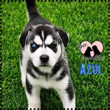 Azul -  Husky Dog for Adoption in Gilbert, Arizona - Azul | PetCurious
