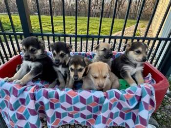 German Shepherd Dog and Siberian Husky Dogs Available for Adoption in Mattoon, Illinois - Easter Candy Litter- Cadbury | PetCurious