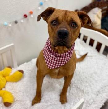 Max McLovin the Certified Lover Boy -  American Staffordshire Terrier Dog for Adoption in Friendswood, Texas - Max McLovin The Certified Lover Boy | PetCurious