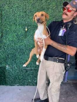 61147648 -  Pit Bull Terrier and Mixed Breed Dog for Adoption in El Paso, Texas - 61147648 | PetCurious