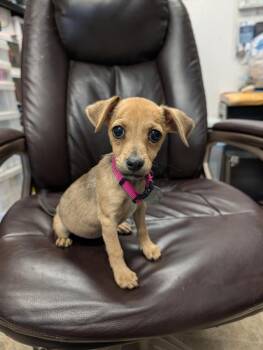 Ziva -  Chihuahua and Dachshund Dog Available for Adoption in Carson City, Nevada - Ziva | PetCurious
