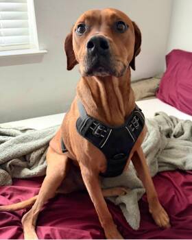 Rhodesian Ridgeback and Mixed Breed Dogs Available for Adoption - Rhodie Fka Asher | PetCurious