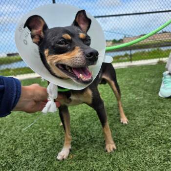 Rolo -  Mixed Breed Dog for Adoption - Rolo | PetCurious