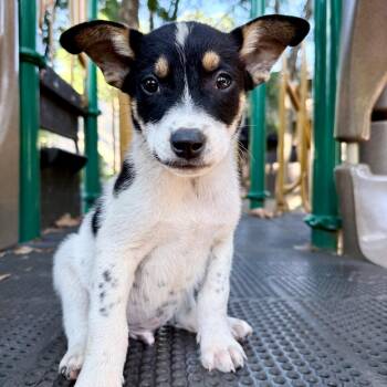 Winston -  Beagle Dog for Adoption in Fairfax, Virginia - Winston | PetCurious