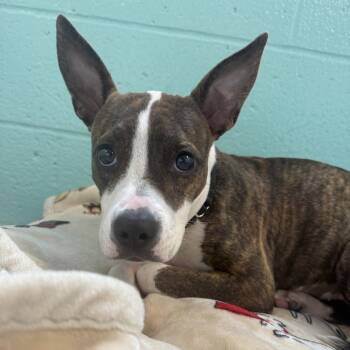 Yarrow -  Mixed Breed Dog for Adoption in Pittsburgh, Pennsylvania - Yarrow | PetCurious