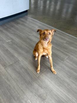 Terrier and Carolina Dog Dogs Available for Adoption in Chattanooga, Tennessee - Leo | PetCurious