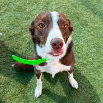 Scout -  Border Collie Dog for Adoption in Idaho Falls, Idaho - Scout | PetCurious