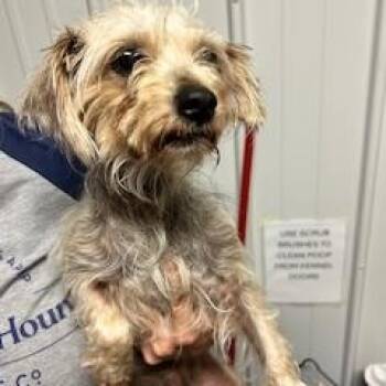 Yorkshire Terrier Dogs Available for Adoption in Tulsa, Oklahoma - Randee | PetCurious