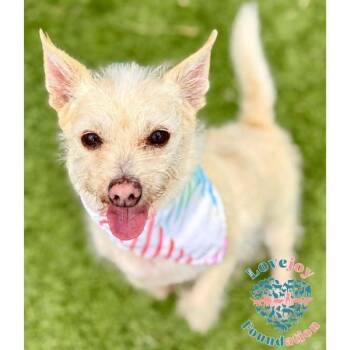 Tater -  Terrier Dog for Adoption in Inglewood, California - Tater | PetCurious