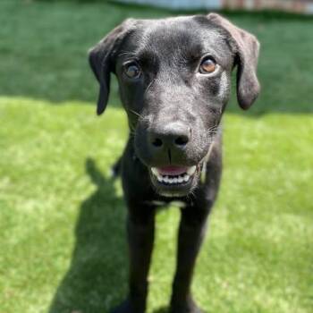 Rescue Labrador Retriever Dogs for Adoption in Center Point, Texas - Jack | PetCurious