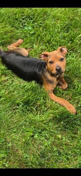 Ethan -  Pit Bull Terrier and Redbone Coonhound Dog for Adoption in Midland, Michigan - Ethan | PetCurious