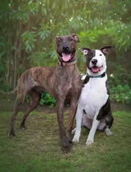 Rescue Greyhound Dogs for Adoption in Agoura Hills, California - Enzo & Parker *COURTESY POSTING* | PetCurious