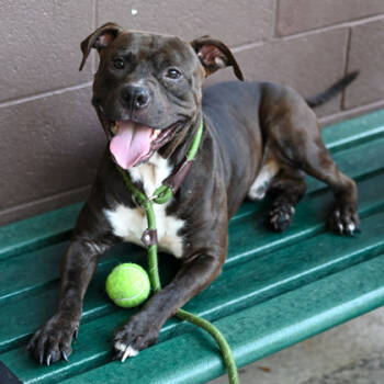 Rescue Mixed Breed Dogs for Adoption in Chamblee, Georgia - Boogle | PetCurious