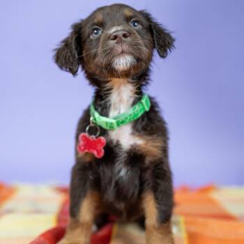Mavis -  Labrador Retriever and Mixed Breed Dog for Adoption in Portland, Oregon - Mavis | PetCurious