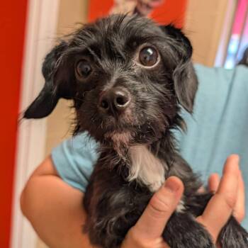 Miniature Dachshund Dogs Available for Adoption in Hopkinton, Massachusetts - Rae Rae | PetCurious
