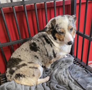 Pembroke Welsh Corgi Dogs Available for Adoption in Wheelersburg, Ohio - Teagan | PetCurious