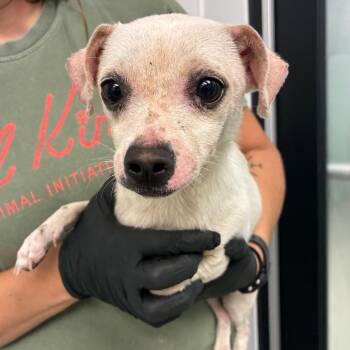 Hedwig -  Chihuahua Dog Available for Adoption in Abilene, Texas - Hedwig | PetCurious