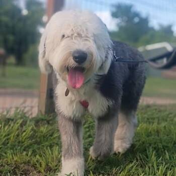 Angus -  Sheep Dog Dog for Adoption in Houston, Texas - Angus | PetCurious