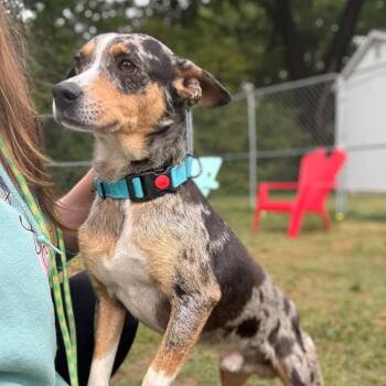 Mixed Breed Dogs Available for Adoption in Fredericksburg, Virginia - Subwoofer | PetCurious
