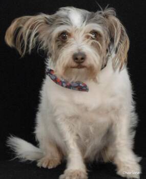 Angus -  Miniature Schnauzer and Terrier Dog for Adoption in Newland, North Carolina - Angus | PetCurious