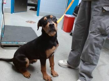 LEO -  Rottweiler and Mixed Breed Dog for Adoption in Albuquerque, New Mexico - LEO | PetCurious