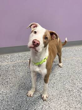 Rescue Terrier Dogs for Adoption in Manchester, New Hampshire - Lucien In NH! Come Meet Our Adoptable Dogs Wednesday-Sunday. Mor | PetCurious
