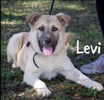 Anatolian Shepherd Dogs Available for Adoption - Levi | PetCurious