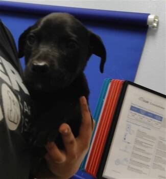 Labrador Retriever and Mixed Breed Dogs Available for Adoption in Albuquerque, New Mexico - CHAVO | PetCurious