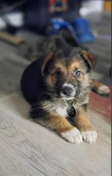 Lieutenant -  German Shepherd Dog Dog for Adoption in West Palm Beach, Florida - Lieutenant | PetCurious