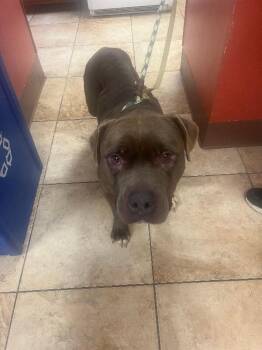 Evergreen -  Mixed Breed Dog for Adoption in Cincinnati, Ohio - Evergreen | PetCurious