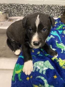 German Shepherd Dog and Mixed Breed Dogs Available for Adoption in Jackson, Tennessee - Batman | PetCurious