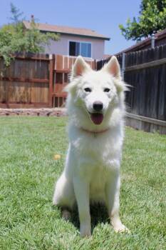 Willow -  Border Collie Dog for Adoption in Rialto, California - Willow | PetCurious