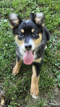 Princess Kneesaa -  Australian Shepherd Dog Available for Adoption in West Peoria, Illinois - Princess Kneesaa | PetCurious