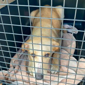 Madonna Stray Hold 8/29 -  Mixed Breed Dog for Adoption in Huntington, West Virginia - Madonna Stray Hold 8/29 | PetCurious
