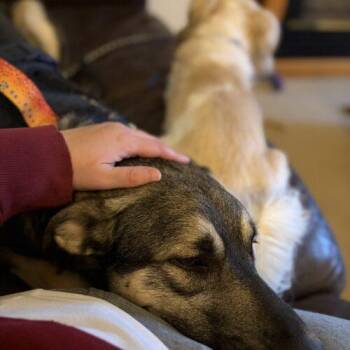 German Shepherd Dog and Siberian Husky Dogs Available for Adoption in Vienna, Ontario - Scamp | PetCurious