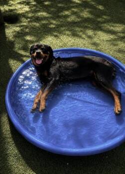 Yogi* -  Rottweiler and Mixed Breed Dog for Adoption in El Paso, Texas - Yogi* | PetCurious