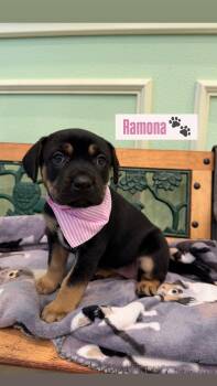 Rottweiler Dogs Available for Adoption in Plano, Texas - Ramona | PetCurious