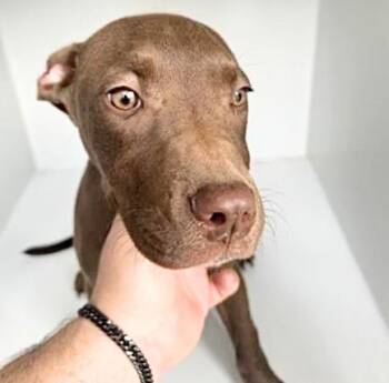 Pit Bull Terrier and Mixed Breed Dogs Available for Adoption in Houston, Texas - A655024 | PetCurious