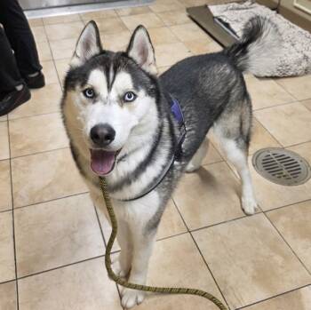 Rescue Siberian Husky Dogs for Adoption in Troutdale, Oregon - Napoleon (mcas) | PetCurious