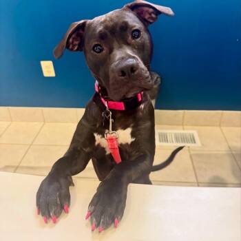 Rescue Pit Bull Terrier and Mixed Breed Dogs for Adoption in Fredericksburg, Virginia - Jolie | PetCurious