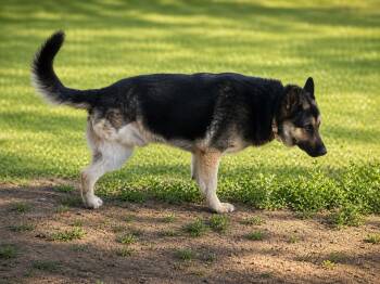 German Shepherd Dog Dogs Available for Adoption in Chesterfield, Missouri - Rowdy | PetCurious