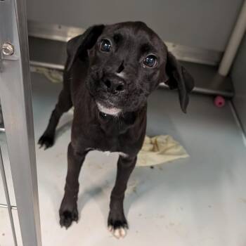 Rescue Mixed Breed Dogs for Adoption in Cape Girardeau, Missouri - Gamzee | PetCurious