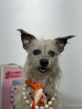 Ahava-One of our Amazing Rescue Dogs -  Cairn Terrier and Border Terrier Dog for Adoption in Carlsbad, California - Ahava-One Of Our Amazing Rescue Dogs | PetCurious
