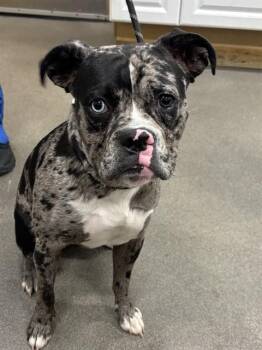 Pit Bull Terrier and Catahoula Leopard Dog Dogs Available for Adoption - MARTIN | PetCurious