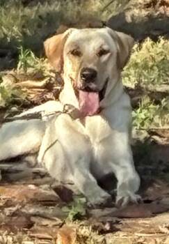 Marshall-Courtesy post -  Labrador Retriever Dog for Adoption in Waitsfield, Vermont - Marshall-Courtesy Post | PetCurious